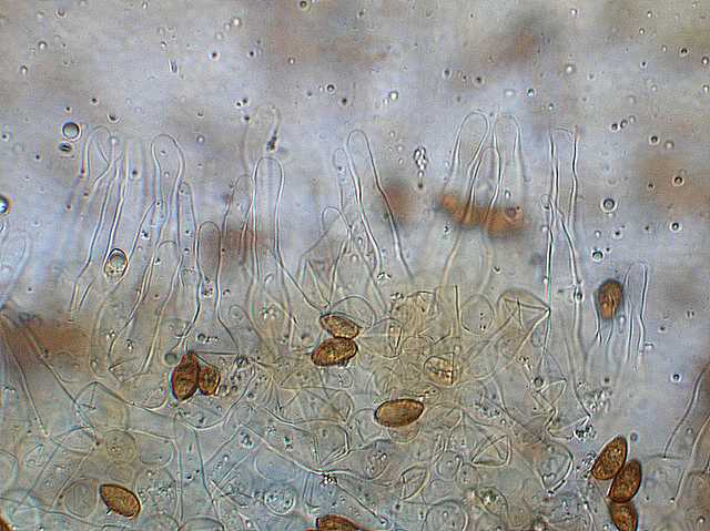 Galerina spec. Cod.: DSCN 2611